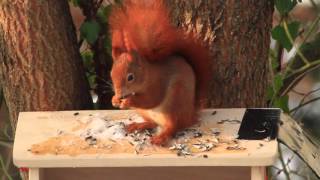 Eichhörnchen entdeckt neues Futterhaus [upl. by Llerihs]