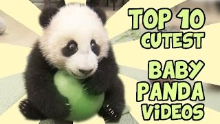 TOP 10 CUTEST BABY PANDA VIDEOS [upl. by Ikoek]