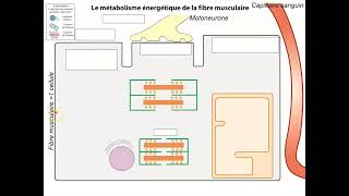 Bilan Origine ATP [upl. by Bunch]