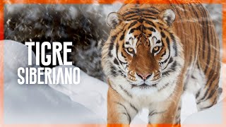 TIGRE SIBERIANO  Mini Documental [upl. by Stone767]