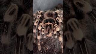 Acanthoscurria geniculata [upl. by Alrzc]