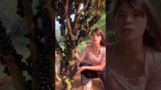 I Have Never Seen Such a Jaboticaba Fruit Tree Before  Amazing Fresh Jaboticaba shorts ytshorts [upl. by Dric]