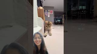 British Shorthair Cat Copies Owner cats 🐈 shortsvideo ytshorts greensreen [upl. by Janos]