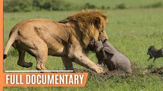 Explore the Clash of the Titans  Lions vs Hyenas a Fight for Territory  Full Documentary [upl. by Hattie]