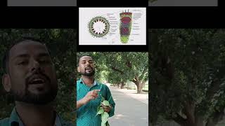 Difference between monocot and dicot plant [upl. by Yvad252]