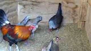 Blue Red American Game Bantams [upl. by Akcimehs]