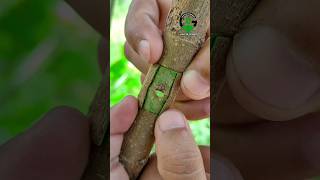 Patch bud grafting techniques satisfying video [upl. by Eshelman706]