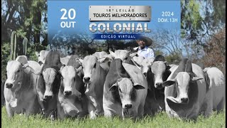 🐮18 º LEILAO TOUROS MELHORADORES  COLONIAL 20102024 [upl. by Ytitsahc]