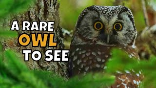 All About the Rare Boreal Owl and How to Find One [upl. by Benkley313]