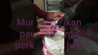 viralshots muntahan ikan paus seharga perkilo 800 juta [upl. by Alekahs]