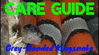 Care Guide GreyBanded Kingsnake [upl. by Haikezeh772]