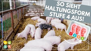 Glori goes Tierwohl  Die Haltungsform hinter dem Fleischlabel  Stufe 4  Premium [upl. by Solokin179]