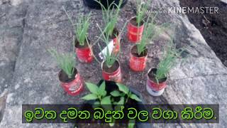 ගලක් මත සෑදූ ගෙවත්ත  ගෙවතු වගාව Gewathu wagawa How to make garden in small Land [upl. by Macintosh]