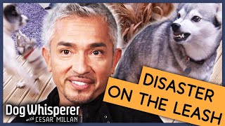 What Makes A Dog Over Protective  Full Episode  S9 Ep4  Dog Whisperer With Cesar Millan [upl. by Locin265]