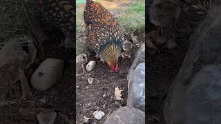 Blue Laced Gold Wyandotte chickens homestead [upl. by Ainigriv]