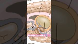 Corteza prefrontal ciencia psicologia curiosidades neuroscience sabias cerebro sabiasque [upl. by Timrek]