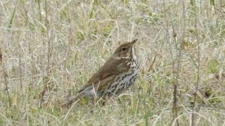 Tordo bottaccio in canto Turdus philomelos [upl. by Icak]