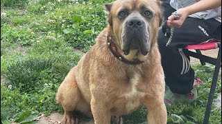 Formentino Cane Corso  Getting Ready for Trip [upl. by Hadria]