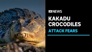 Fears a croc attack is a matter of time in Kakadu National Park  ABC News [upl. by Baillie]