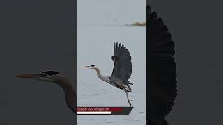 Great blue heron effortlessly glides in and makes a nest perfect landing on razor shep oysters [upl. by Cattier]