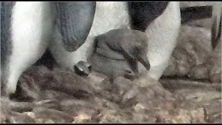 King Penguin Chick  Munich Zoo [upl. by Malchy]