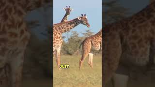 Giraffes Giants of the Savannah giraffefacts animalsfacts [upl. by Ateloj951]