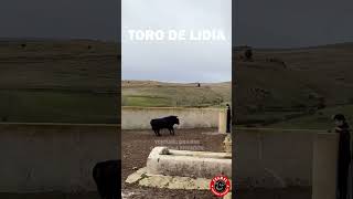 La majestuosidad del toro de lidia en su hábitat natural campo vacas ganado [upl. by Yttam]