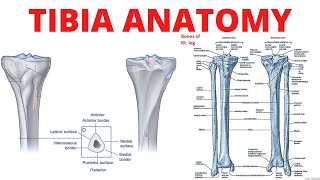 Tibia Anatomy [upl. by Hanoy]