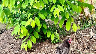 Cherimoya Tree in FloridaUpdate 2 [upl. by Bergeman]