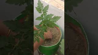 watch plantation garden viralvideo you [upl. by Reuven]