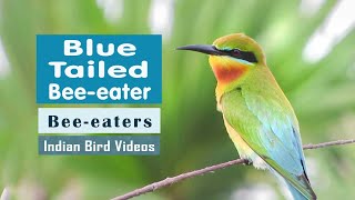 The Blue Tailed Bee Eater Merops philippinus  Indian Bird Videos [upl. by Patten]