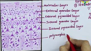 Histology of Cerebral Cortex [upl. by Humpage]