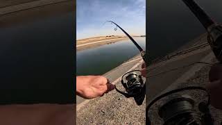 Saw this striped bass blowing up on some bait fish stripedbassfishing fishing [upl. by Alberto]