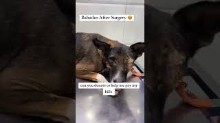 Poor injured dog😭germany animals doglover paws usaukvegandog helostrayspaindonateviral🙏🏼 [upl. by Ahsanat998]