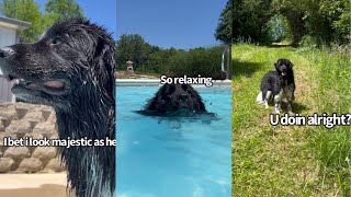 Newfoundland Dog Has A Pool Day [upl. by Hike]