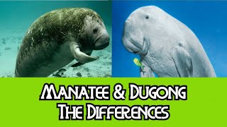 Manatee amp Dugong  The Differences [upl. by Oicangi312]