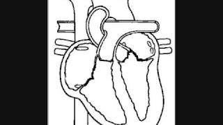 The Heart Electrical Mechanical and EKG [upl. by Durrell]