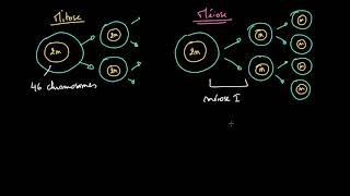 Comparaison entre mitose et méiose [upl. by Ambrosane]