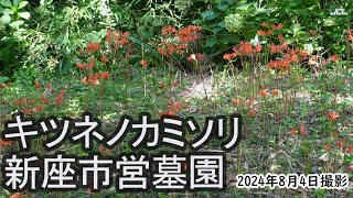 【4K】新座市営墓園・キツネノカミソリの里・咲き始め（2024年8月4日） [upl. by Retluoc624]