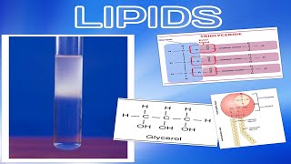 Lipids Quiz 1 AS Cambridge Biology Revision [upl. by Aneeh289]