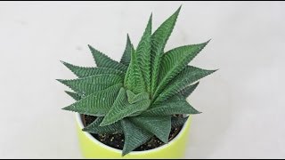 Haworthia limifolia [upl. by Araccat739]