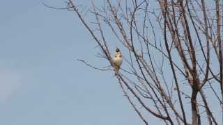 HD European Goldfinch Carduelis carduelis singing in Turkey [upl. by Camila]