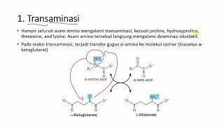 Metabolisme Protein [upl. by Ynatterb]