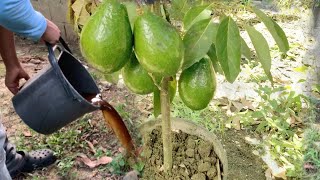 Ya no esperes años para tener aguacate cargado de frutos aplica este poderoso fertilizante [upl. by Iruahs]