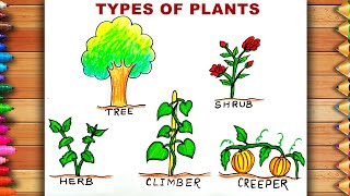 Plants Drawing With Names  Types of Plants Drawing  Tree Shrub Herb Climber Creeper Drawing [upl. by Ellivnarg387]