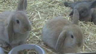 How To Take Care Of A Mini Lop Rabbit [upl. by Judd]