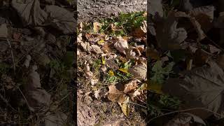 Hatchling Musk Turtle herping michigan turtle babyturtle [upl. by Eikcir]