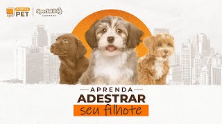 Dicas para o adestramento do seu filhote PortalPet [upl. by Aihsem]