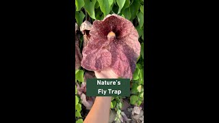 Aristolochia gigantea  Plant Talk [upl. by Church422]