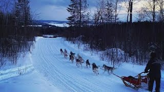 Moose killed after attacking Maine teens dog sled team [upl. by Embry]